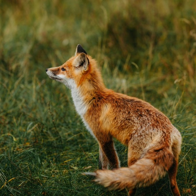 A red fox sits alert in a grassy field